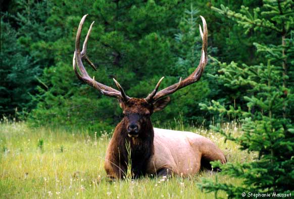 Photo d'un mâle wapiti aux imposants bois Photo d'un mâle wapiti aux imposants bois