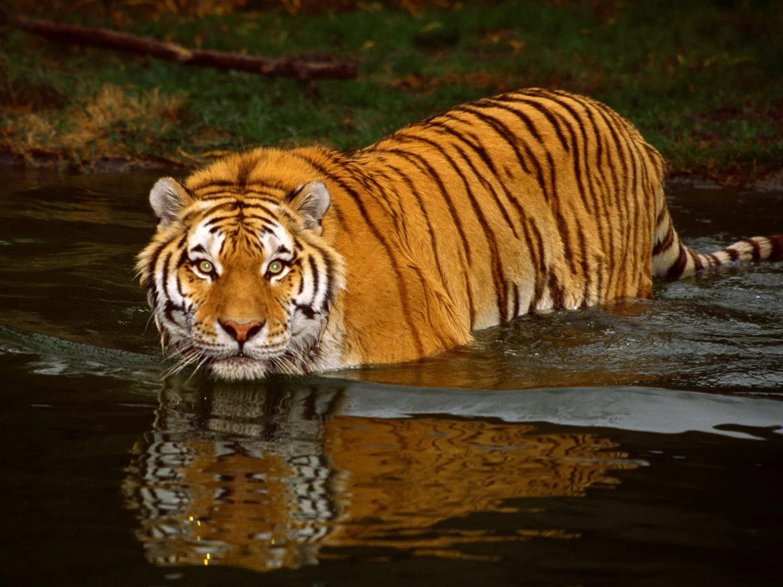  ... Photo Gallery: Beautiful Tiger Wallpapers - HD Desktop Wallpapers