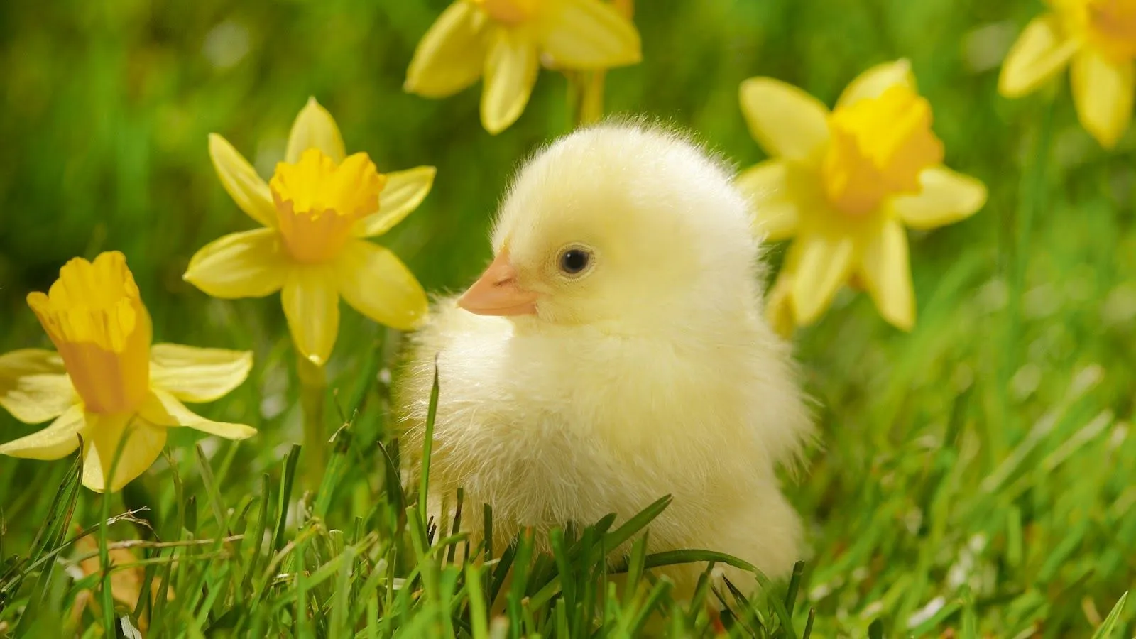 Pollitos wallpapers | Photofusionvirtual