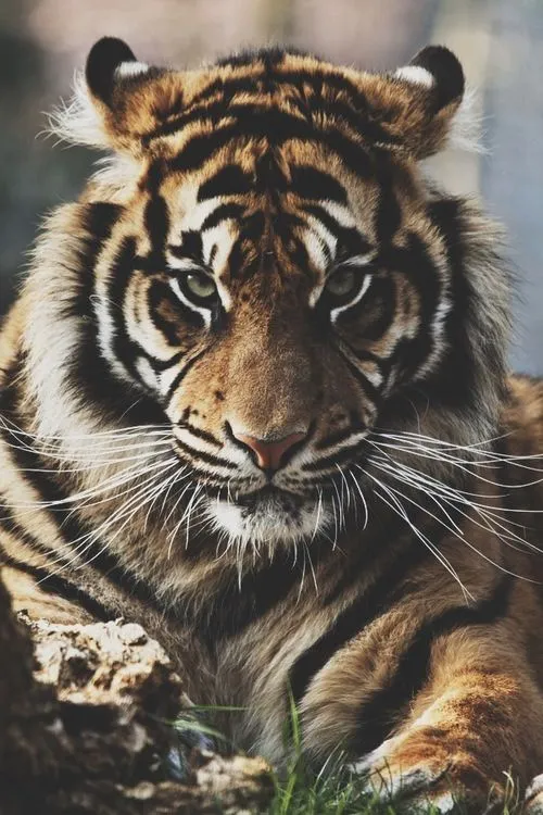 photography animals beautiful hipster vintage indie Grunge picture ... photography animals beautiful hipster vintage indie Grunge picture ...
