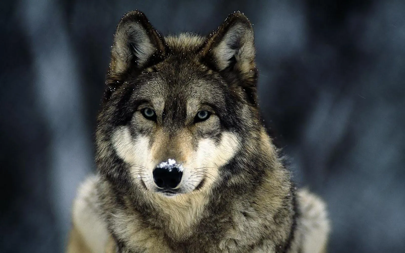 Wallpaper HD lobo - Imagui