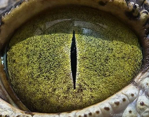 ... photography. Ojos de animales con técnica de la macrofotografía ... photography. Ojos de animales con técnica de la macrofotografía