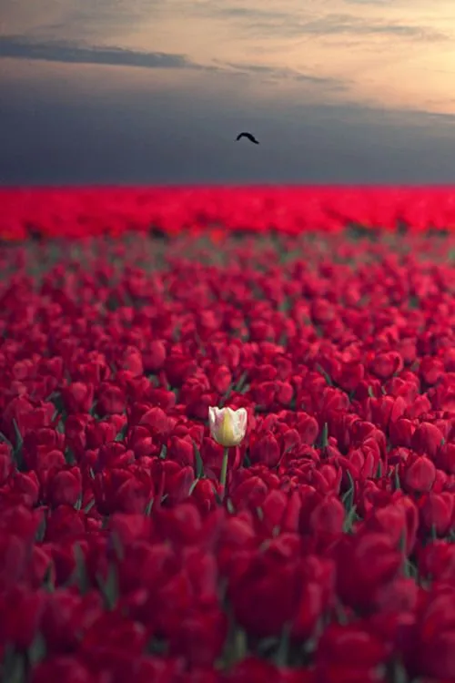 photography swag dope sky landscape fresh flowers bird roses trill ... photography swag dope sky landscape fresh flowers bird roses trill ...