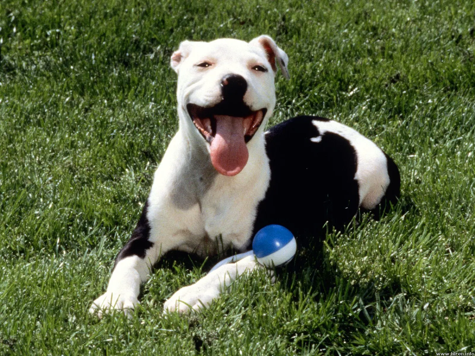 Photos Pitbull Dogs - Perros Pitbull | FOTOBLOG X