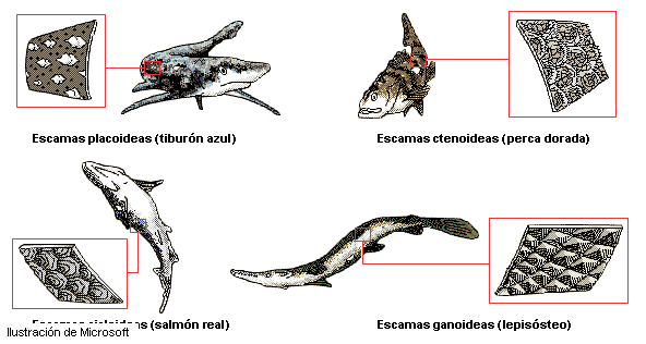 Phylum Cordados: Características diagnósticas, anatomía comparada ... Phylum Cordados: Características diagnósticas, anatomía comparada ...