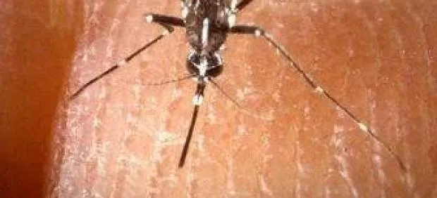 Qué me ha picado? Cada insecto deja su propia marca en la piel ... Qué me ha picado? Cada insecto deja su propia marca en la piel ...