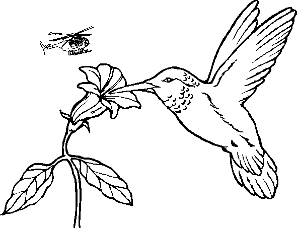 Dibujo para colorear de un colibri - Imagui