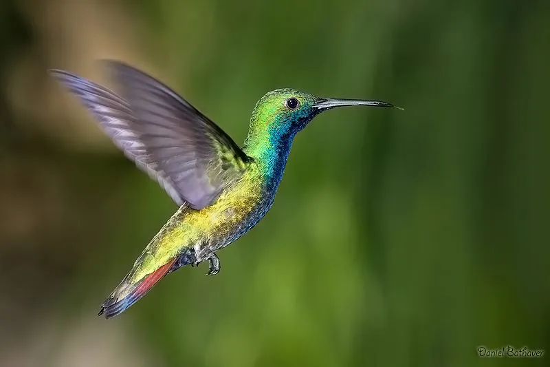 Picaflor vientre negro - Anthracothorax nigricollis en FotoNat.