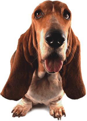 CACHORROS ANIMADOS GIF - Imagui