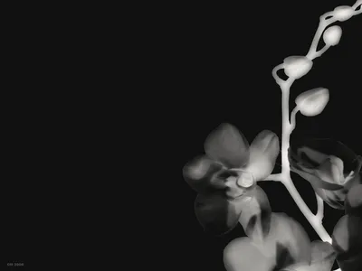 flores-en-blanco-y-negro.png