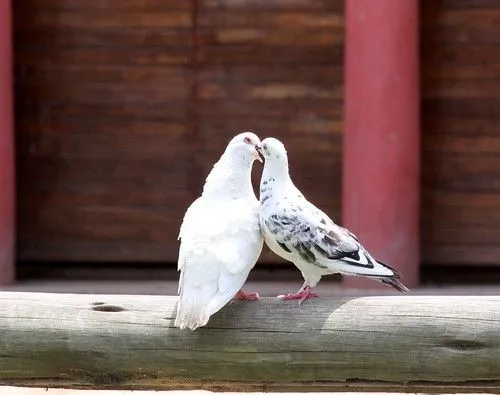 Pichones enamorados - Imagui