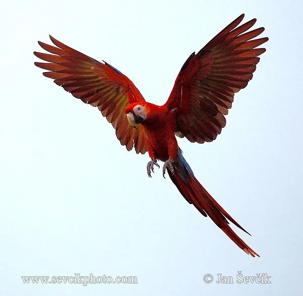 Picture of Ara arakanga Ara macao Scarlet Macaw Guacamayo Roja