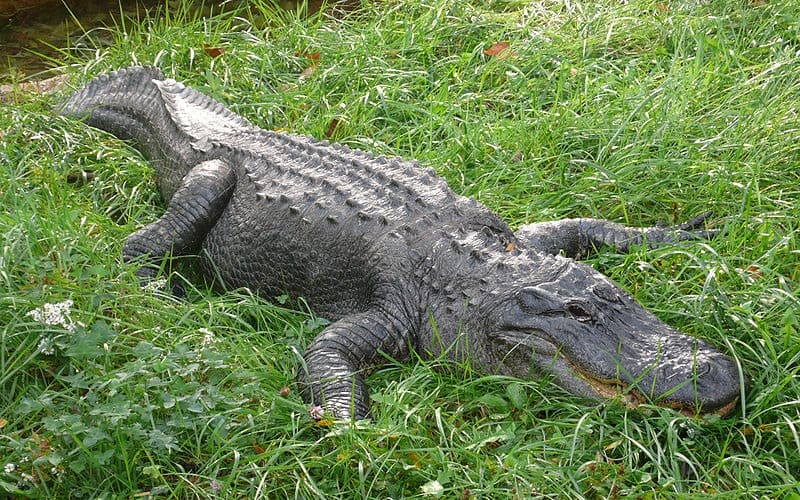 Picture 2 of 7 - Pictures and Images - Alligator (Alligator ... Picture 2 of 7 - Pictures and Images - Alligator (Alligator ...