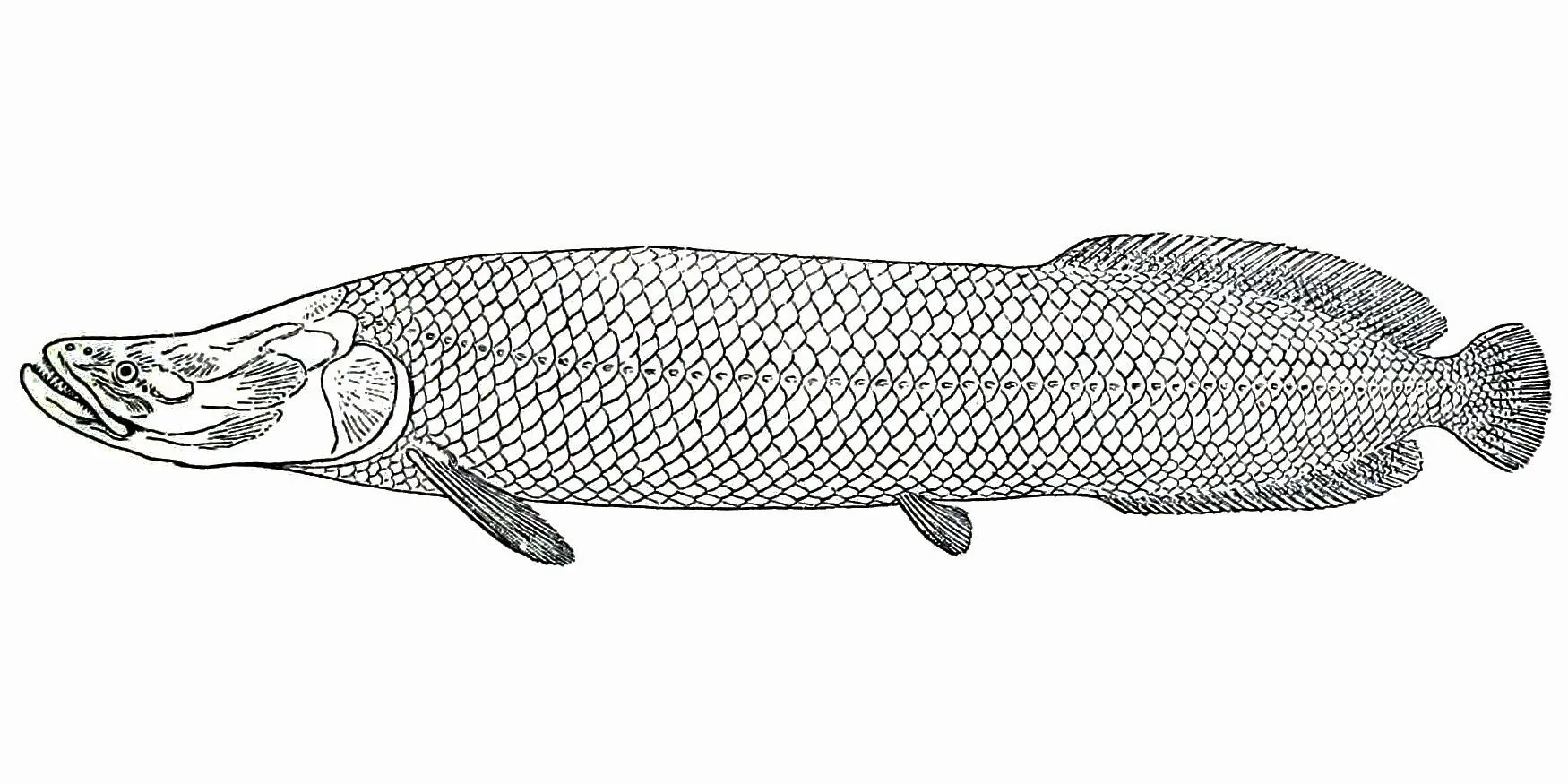 Pictures to draw, Fish illustration, Illustrations and posters Pictures to draw, Fish illustration, Illustrations and posters