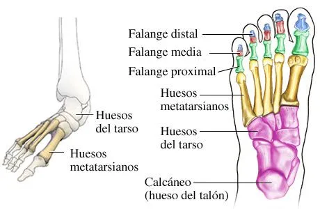 Blog Viajes de Gulliver: LOS PIES