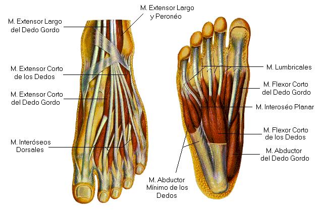 Pie. Tendinitis extensores pie