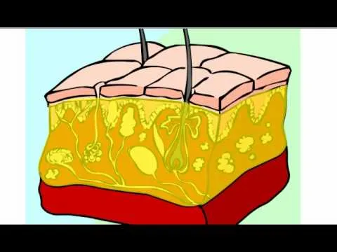 La Piel - El sentido del Tacto - YouTube