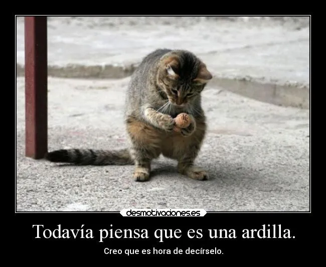 Todavía piensa que es una ardilla. | Desmotivaciones Todavía piensa que es una ardilla. | Desmotivaciones