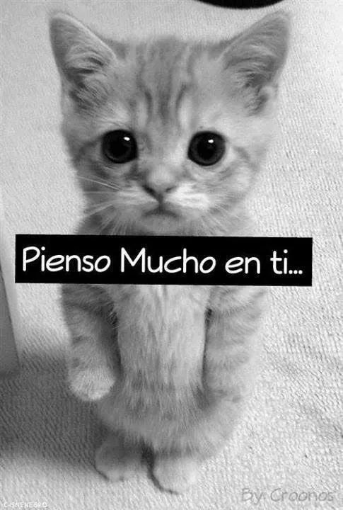 Pienso Mucho en Ti - Gatito Triste | Imágenes y Postales de Amor