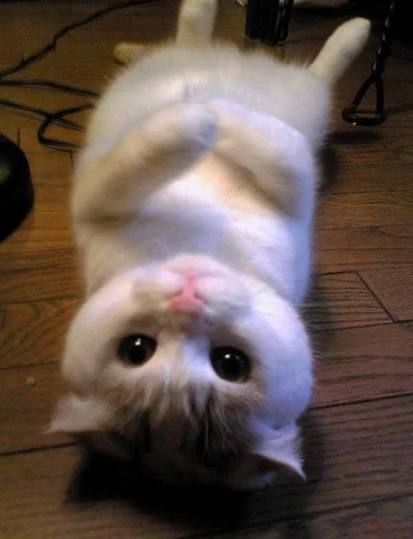 fotos-tiernas-de-gatos-foto-51