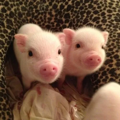 piggies | Animals | Pinterest | Cerdos, Tierra y Lechones piggies | Animals | Pinterest | Cerdos, Tierra y Lechones