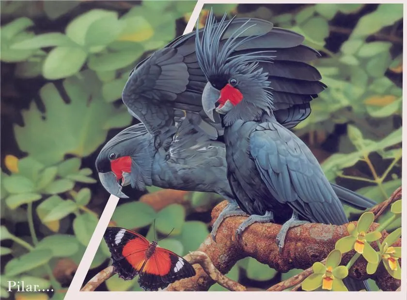 PILAR Y SUS COMPLICES: MARAVILLOSOS PAJARO EXOTICOS. PILAR Y SUS COMPLICES: MARAVILLOSOS PAJARO EXOTICOS.