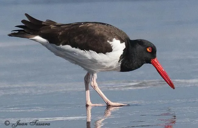 Pilpilen - AVES DE CHILE