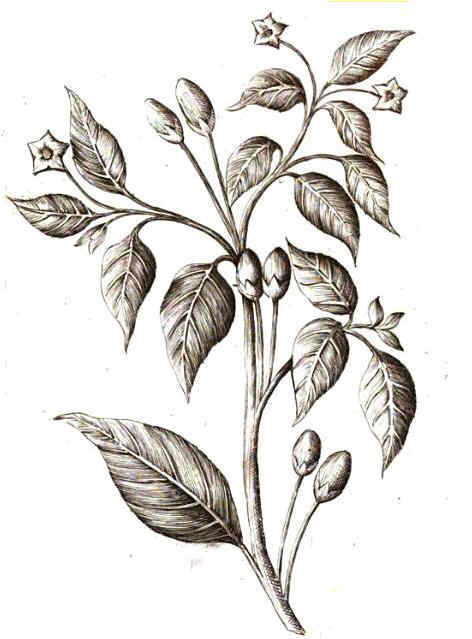 Pimienta de Cayena