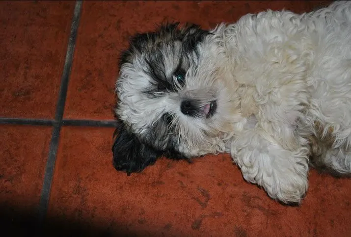 Nombres para perritas - Los 10 más votados