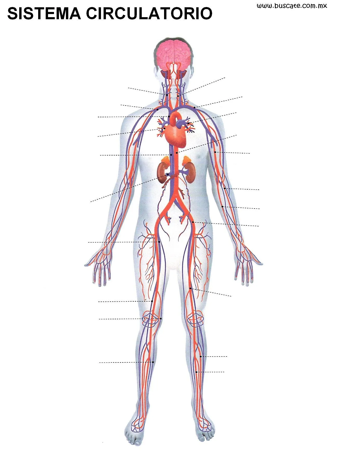 Pin en Anatomía Humana. Human anatomy.