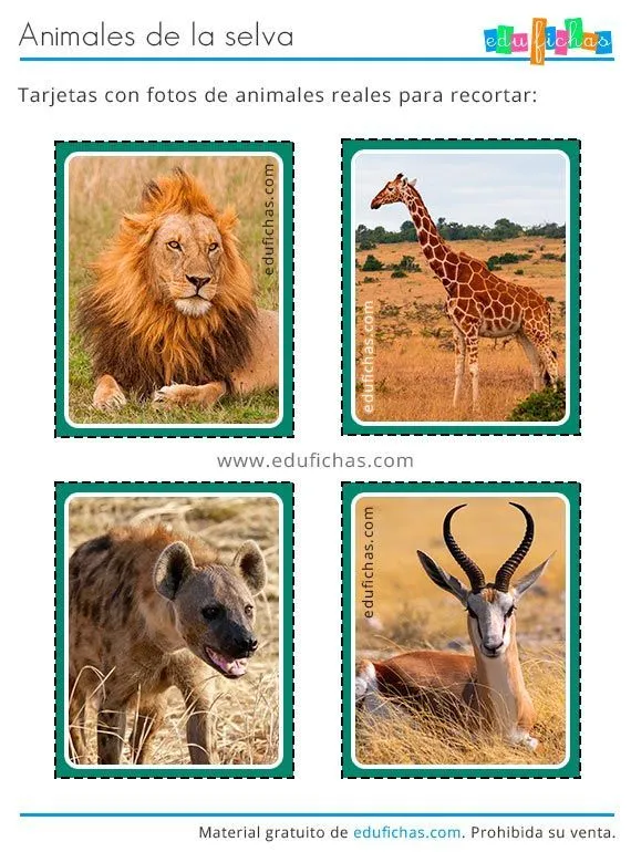 Pin en Animais
