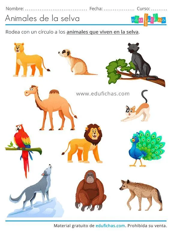 Pin en Animais