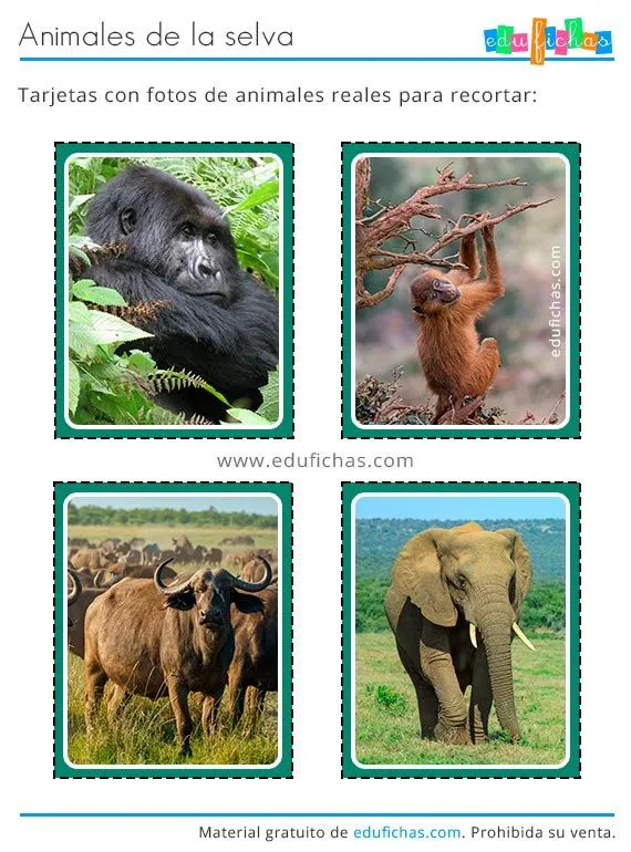 Pin en Animais