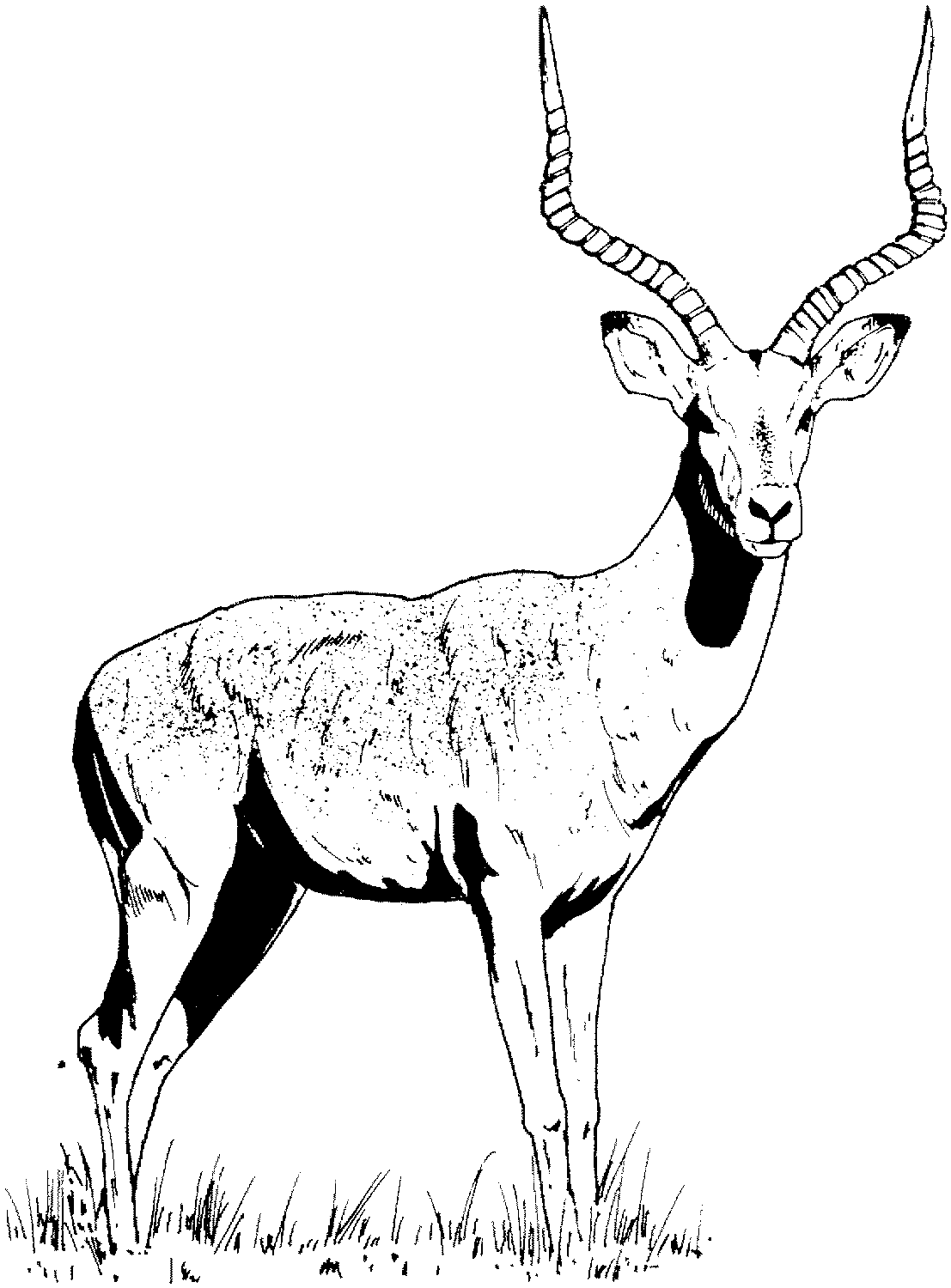 Pin Animales Para Colorear Gacelas on Pinterest Pin Animales Para Colorear Gacelas on Pinterest