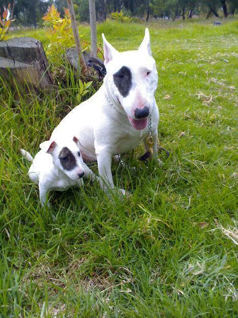 Pin Bull Terrier Ingles Semental on Pinterest