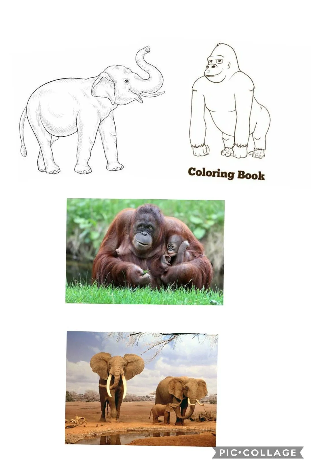 Pin by Ana Po on Animales y animales en peligro de extinción | Coloring books, Poster, Movie posters
