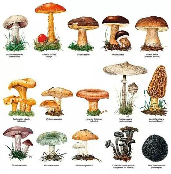 Pin by Ana Rosa Torres Montañez on Ongos (Mushroom) | Pinterest Pin by Ana Rosa Torres Montañez on Ongos (Mushroom) | Pinterest