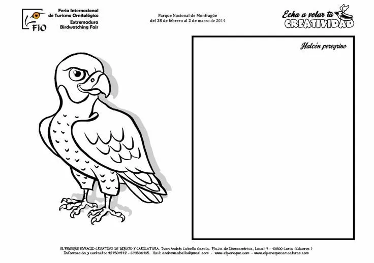 FICHAS DE AVES PARA DIBUJAR Y COLOREAR EN FIO | Halcón peregrino ...