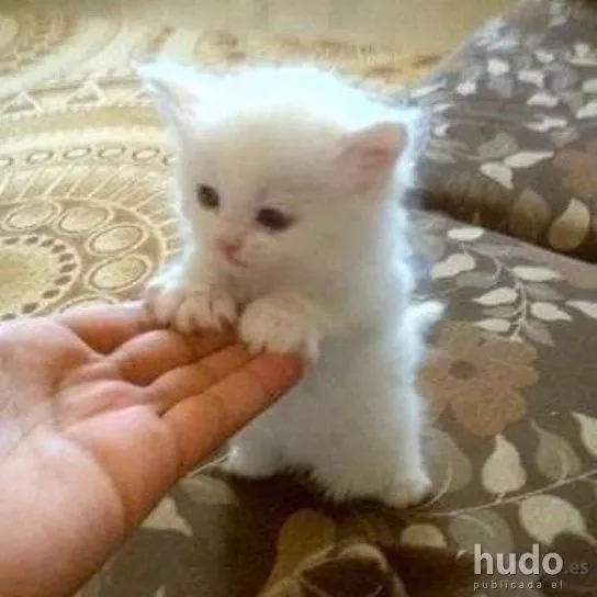 Pin by Monikit@ Minto on gatitos | Pinterest | Animales y Gatos