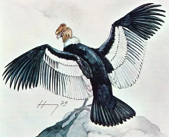 Pin by Raina on The Vultures | Pinterest | Dibujo Pin by Raina on The Vultures | Pinterest | Dibujo