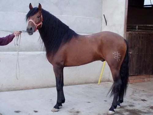 Pin De Caballos Frisian Y Espanol Originales Con Documentos A La ... Pin De Caballos Frisian Y Espanol Originales Con Documentos A La ...