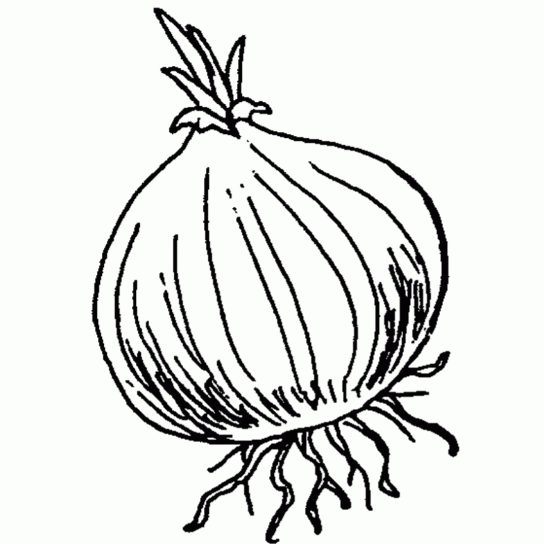 Pin Cebolla Dibujo Ajilbabcom Portal on Pinterest Pin Cebolla Dibujo Ajilbabcom Portal on Pinterest