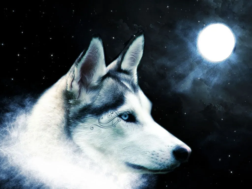 Lobos lindos - Imagui