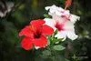 Pin Flickr Las flores y sus nombres content tagged photos on Pinterest Pin Flickr Las flores y sus nombres content tagged photos on Pinterest