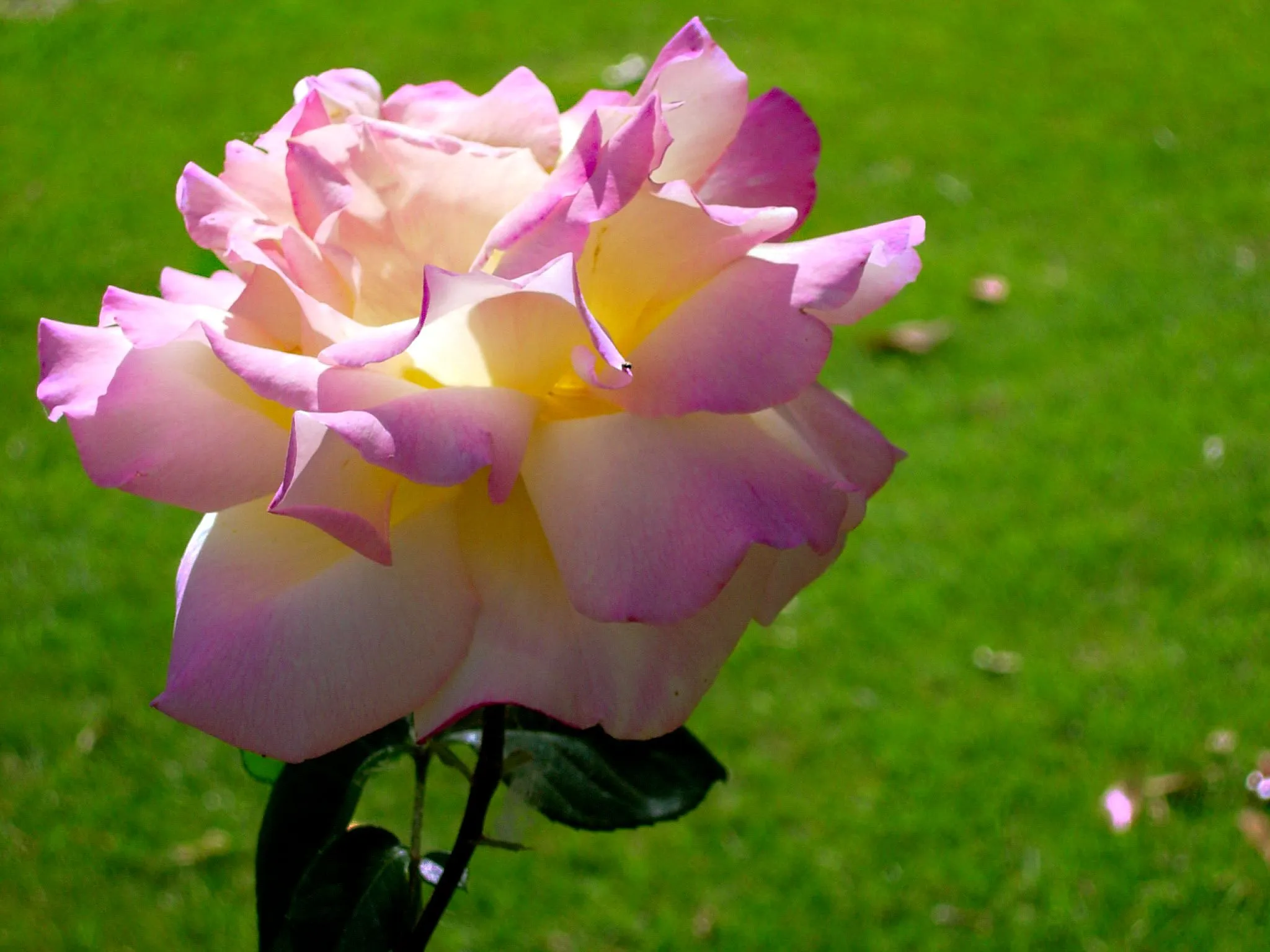 Pin Las Flores Mas Hermosas Del Mundo 5 Pelautscom on Pinterest Pin Las Flores Mas Hermosas Del Mundo 5 Pelautscom on Pinterest