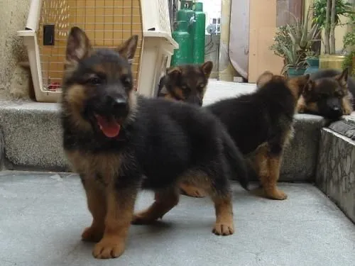 Vendo Cachorros Pastor Aleman Vendo Cachorros Pastor Aleman De ...