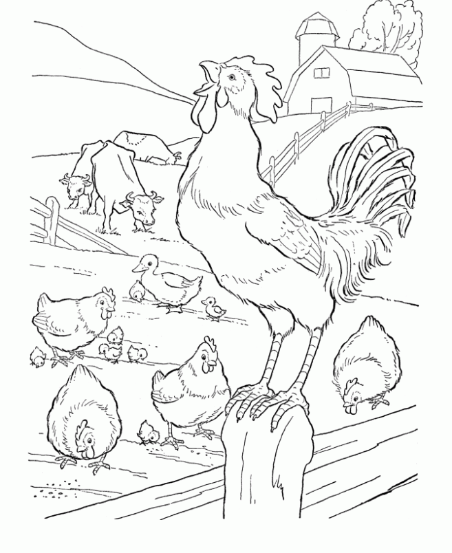 Pin Gallo Para Colorear on Pinterest