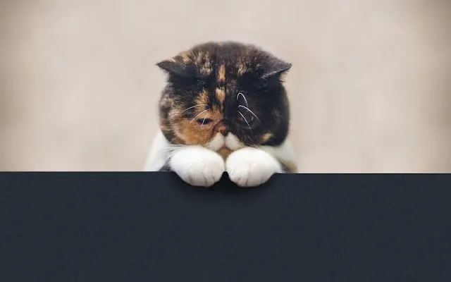 Pin Imágenes De Fondo Hd Gatos Hermoso Gatito Triste on Pinterest