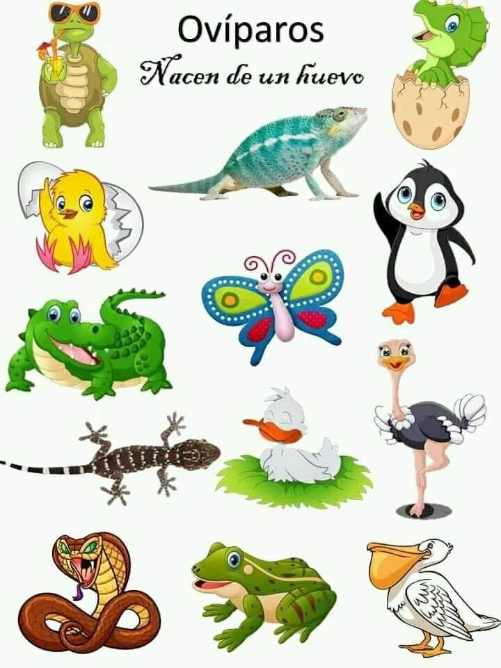 Pin de Inga Pu en metodinei en 2023 | Animales oviparos, Animales oviparos y viviparos, Clasificación de animales Pin de Inga Pu en metodinei en 2023 | Animales oviparos, Animales oviparos y viviparos, Clasificación de animales