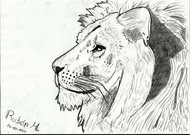 Pin Leones 3 Dibujos Tattoo Pictures To Pin On Pinterest on Pinterest